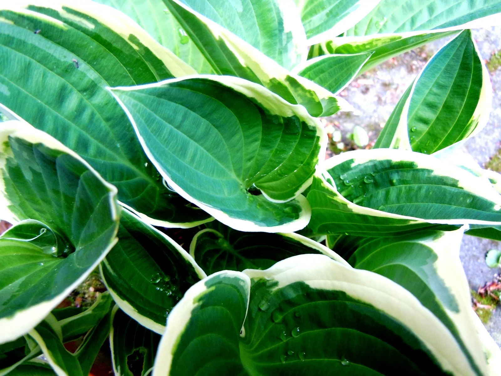 Hosta.JPG