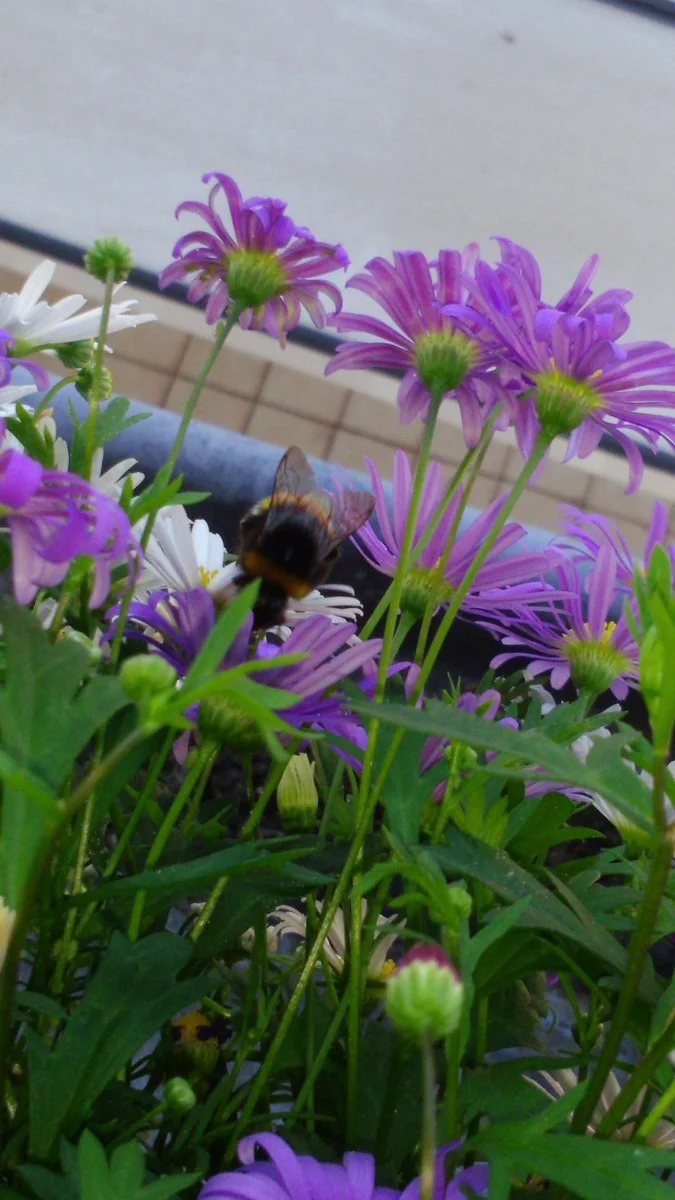 hummel 3.JPG