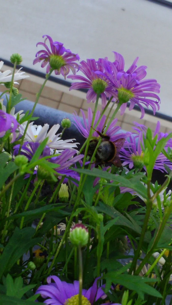 hummel 4.JPG