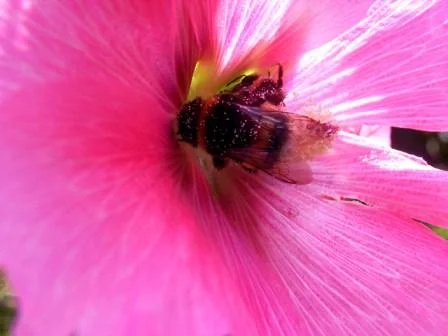 Hummel Hummel