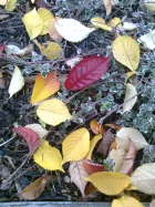 Im Herbst