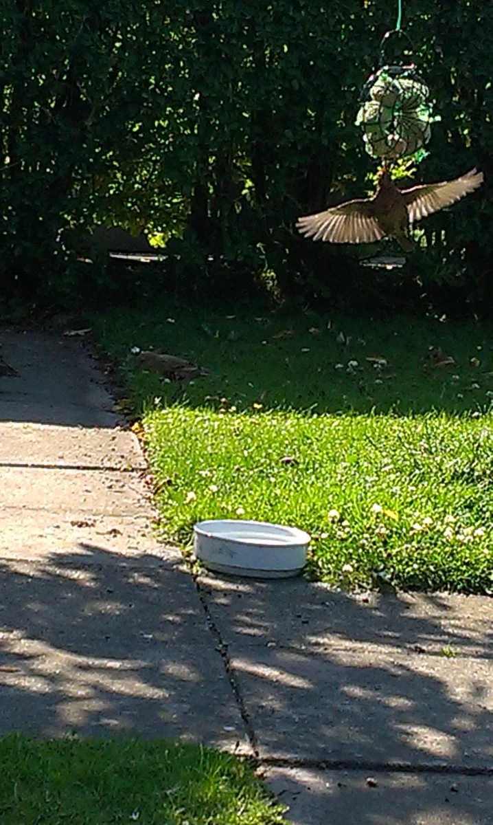 IMAG0593.jpg