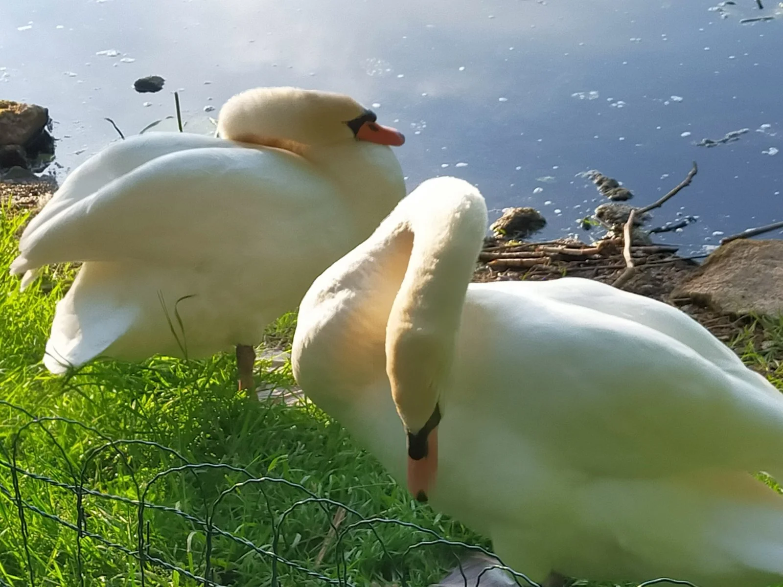 IMG20240520190736.jpg