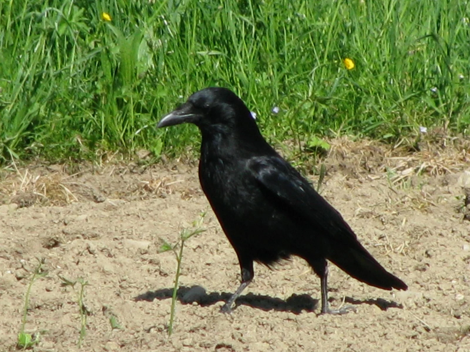 IMG_1184.JPG