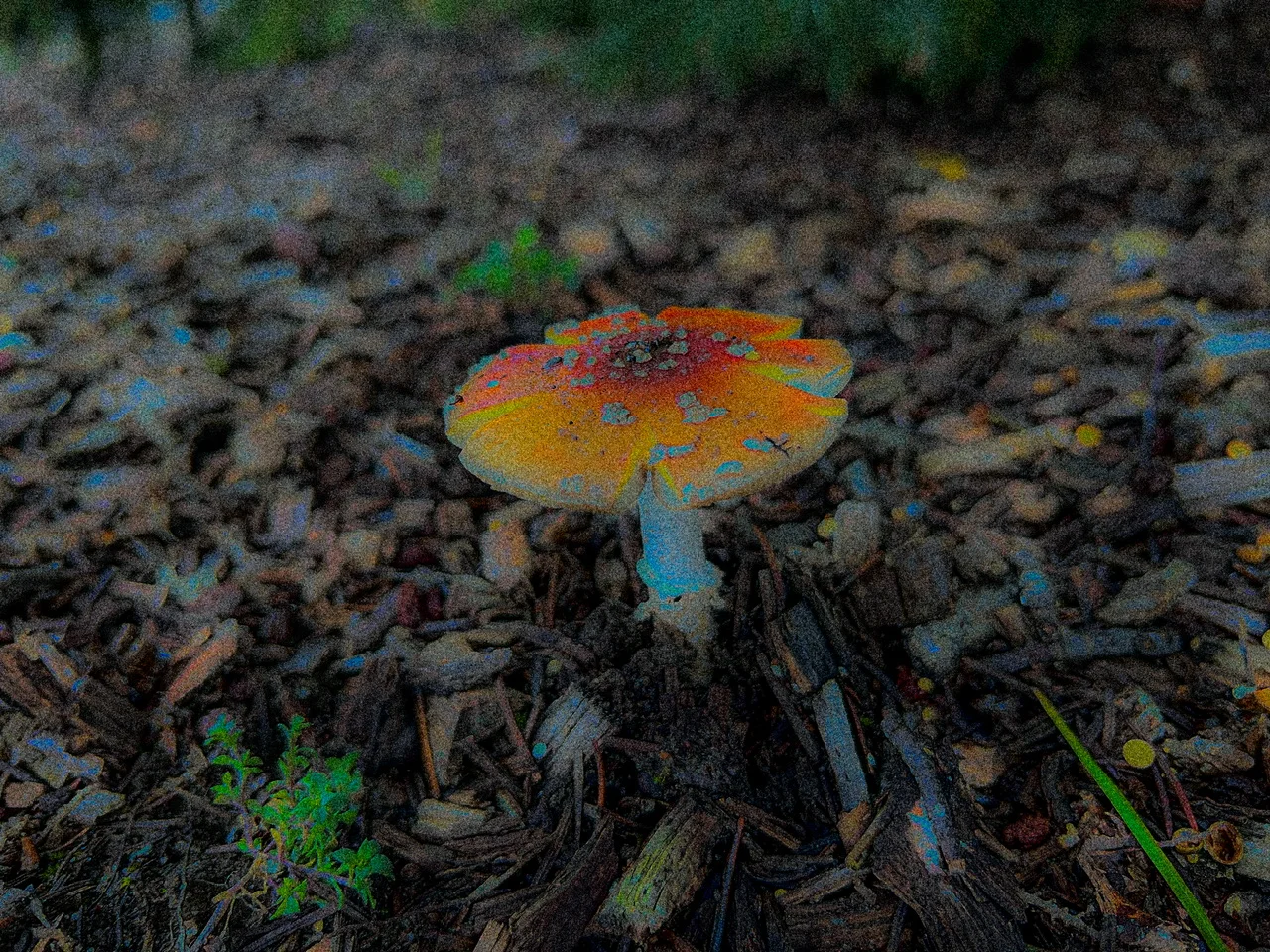 IMG_1295.jpeg