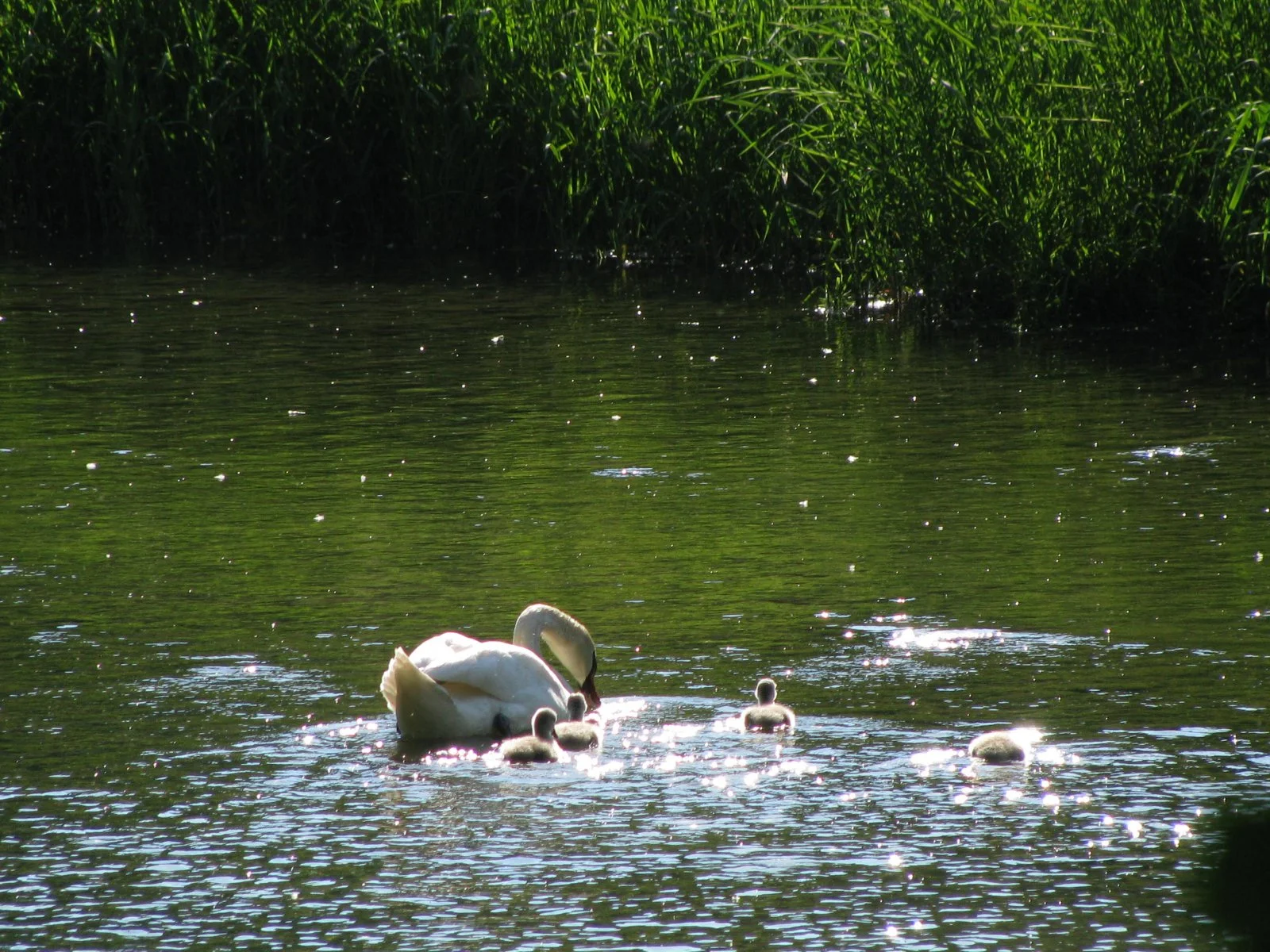 IMG_1633.JPG