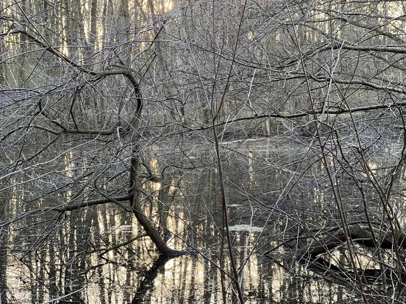 IMG_1999.jpeg