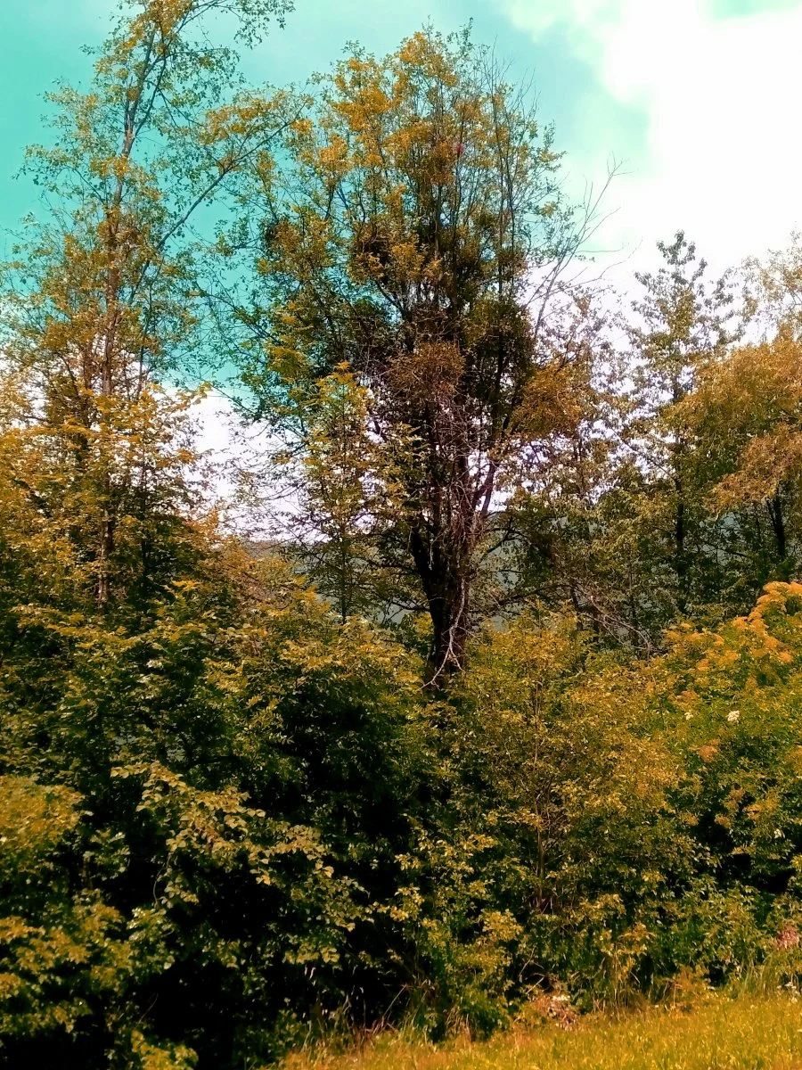 IMG_20170630_180526