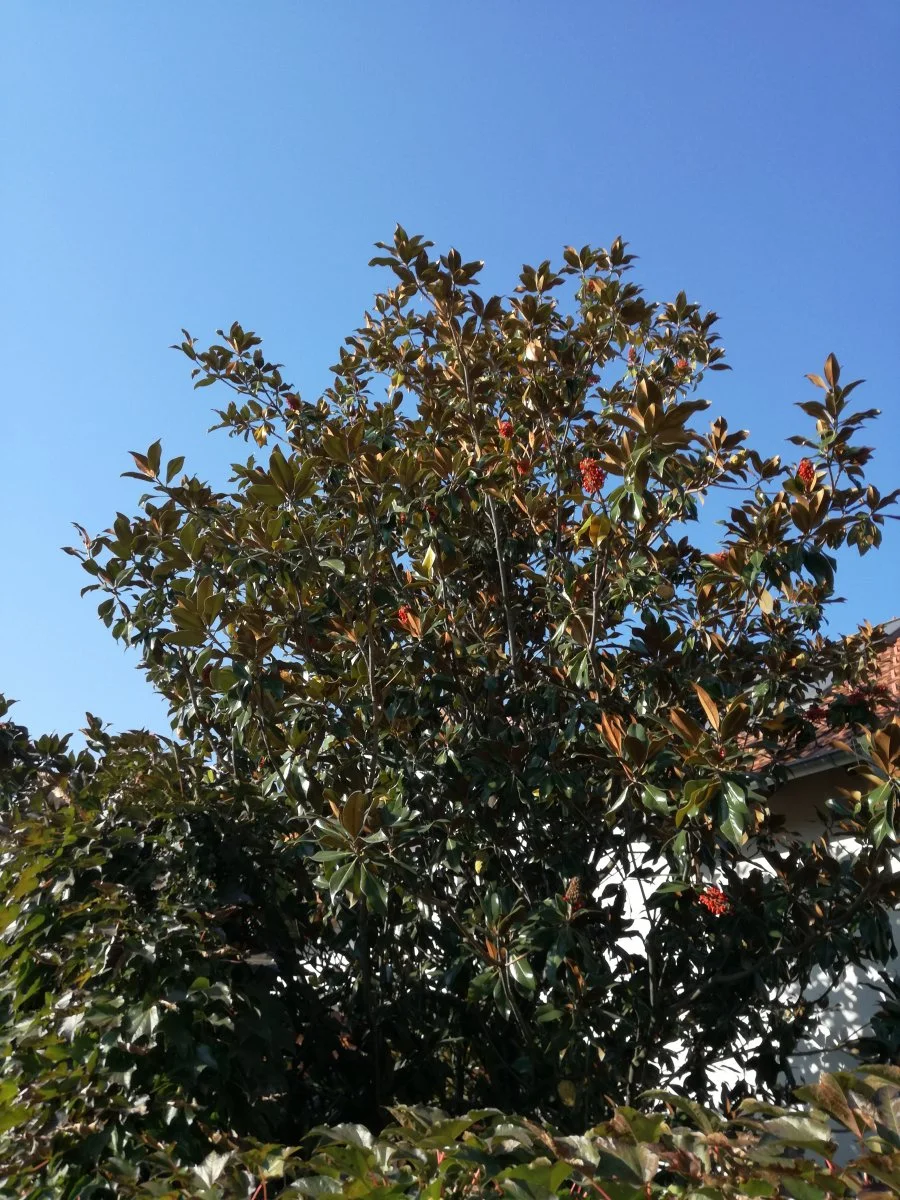 IMG_20181016_150249.jpg