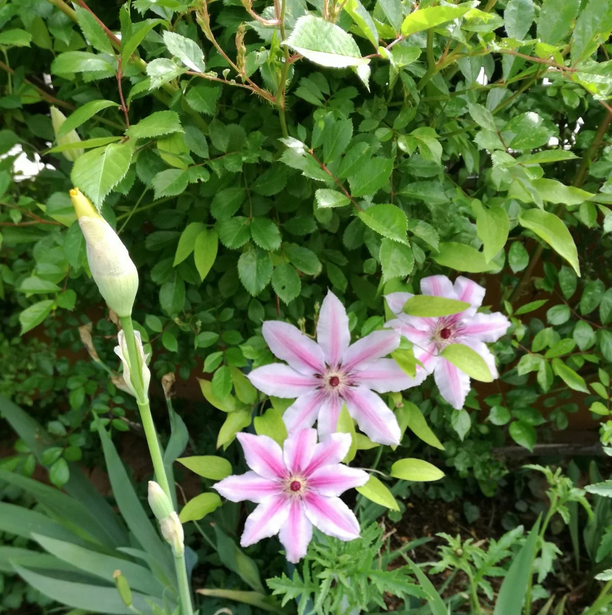 IMG_20190519_094636.jpg