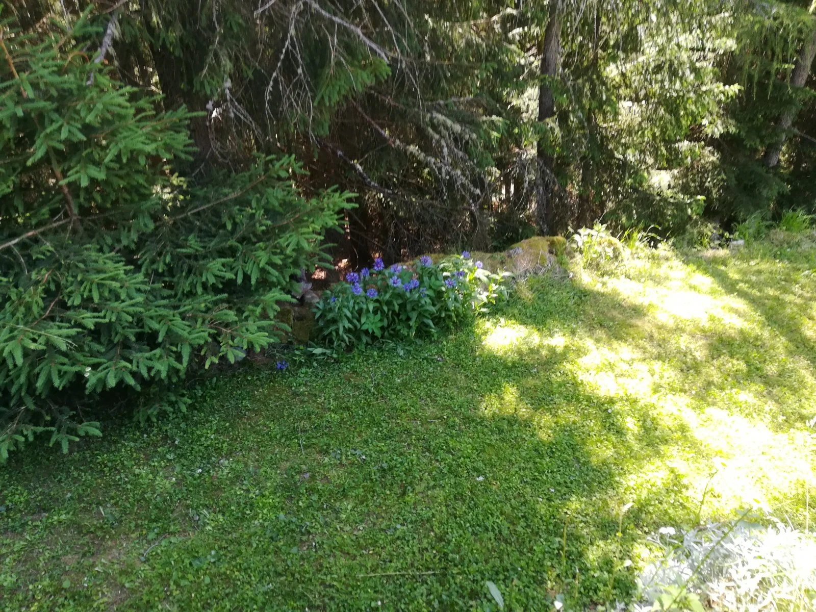 IMG_20190625_155902.jpg