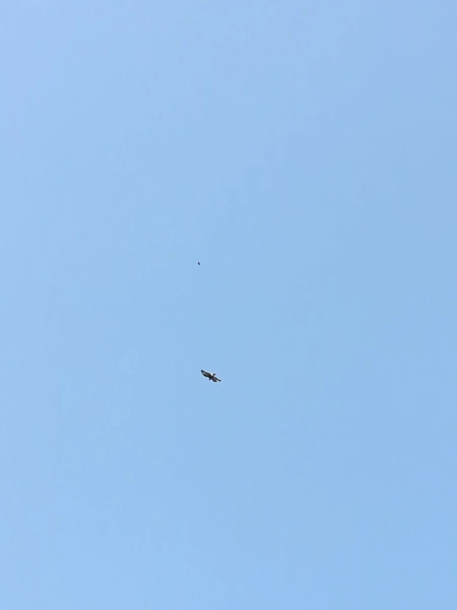 IMG_20190911_145018.jpg