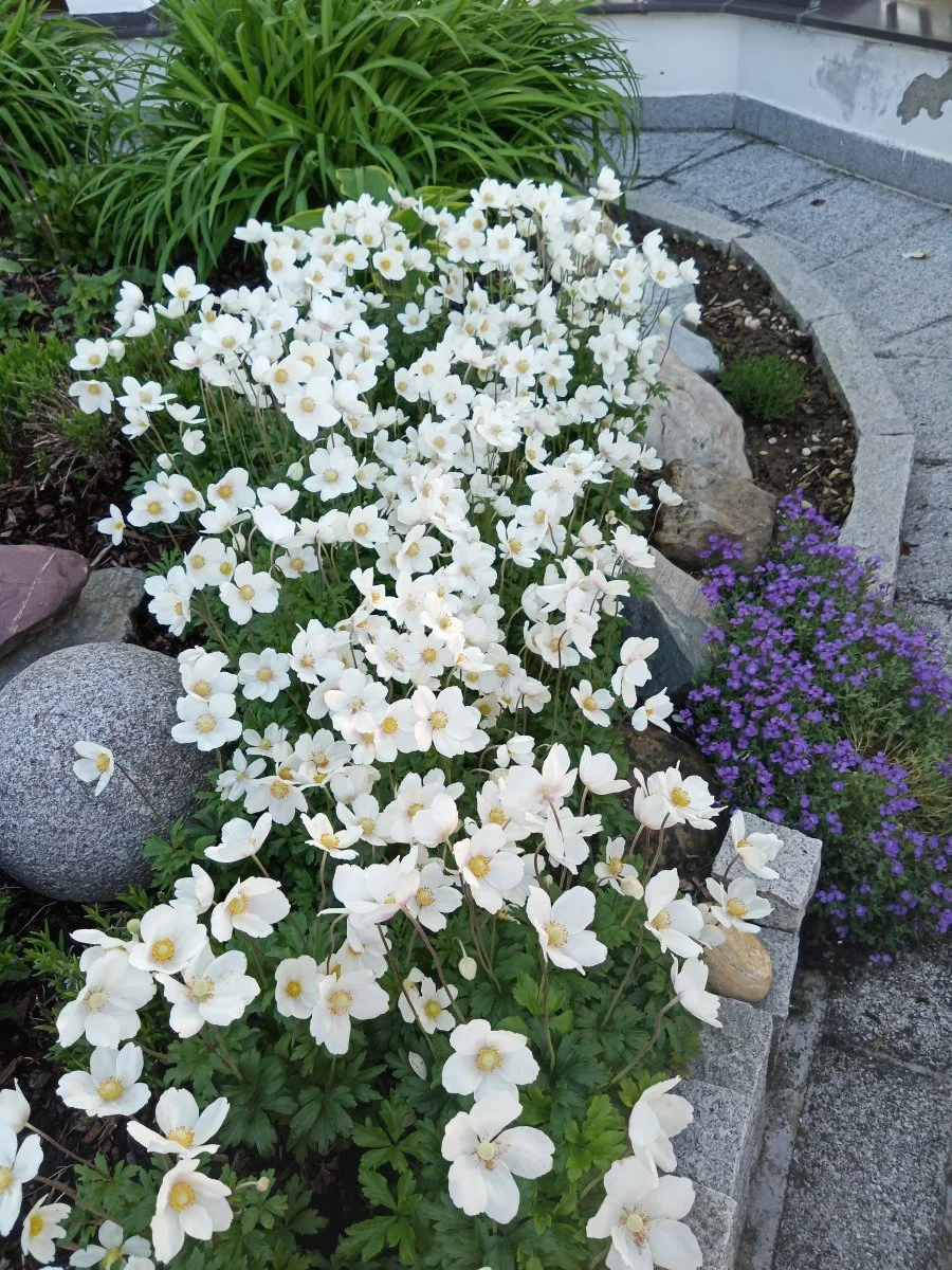 IMG_20210515_191026.jpg