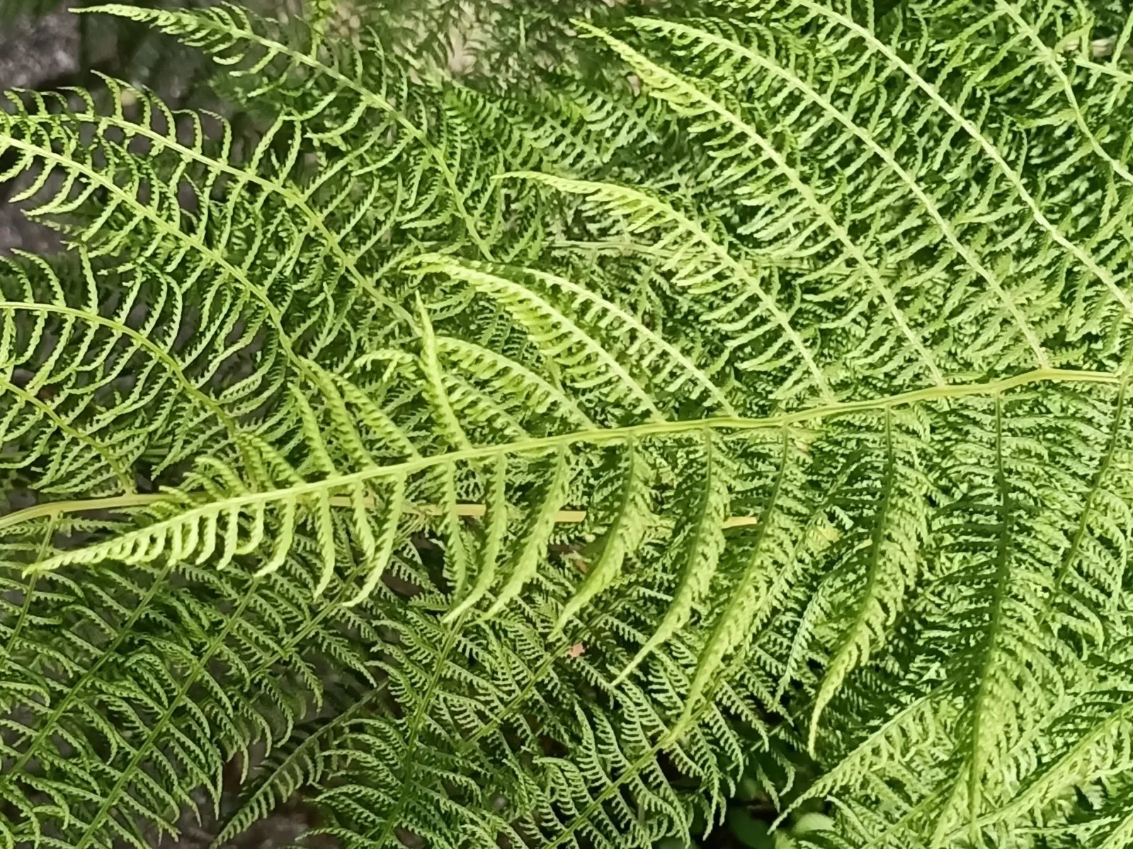 IMG_20210621_181251.jpg
