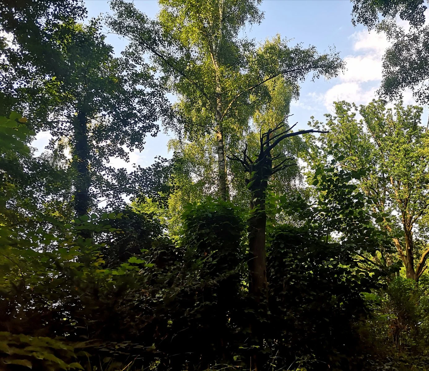 IMG_20210727_191030.jpg