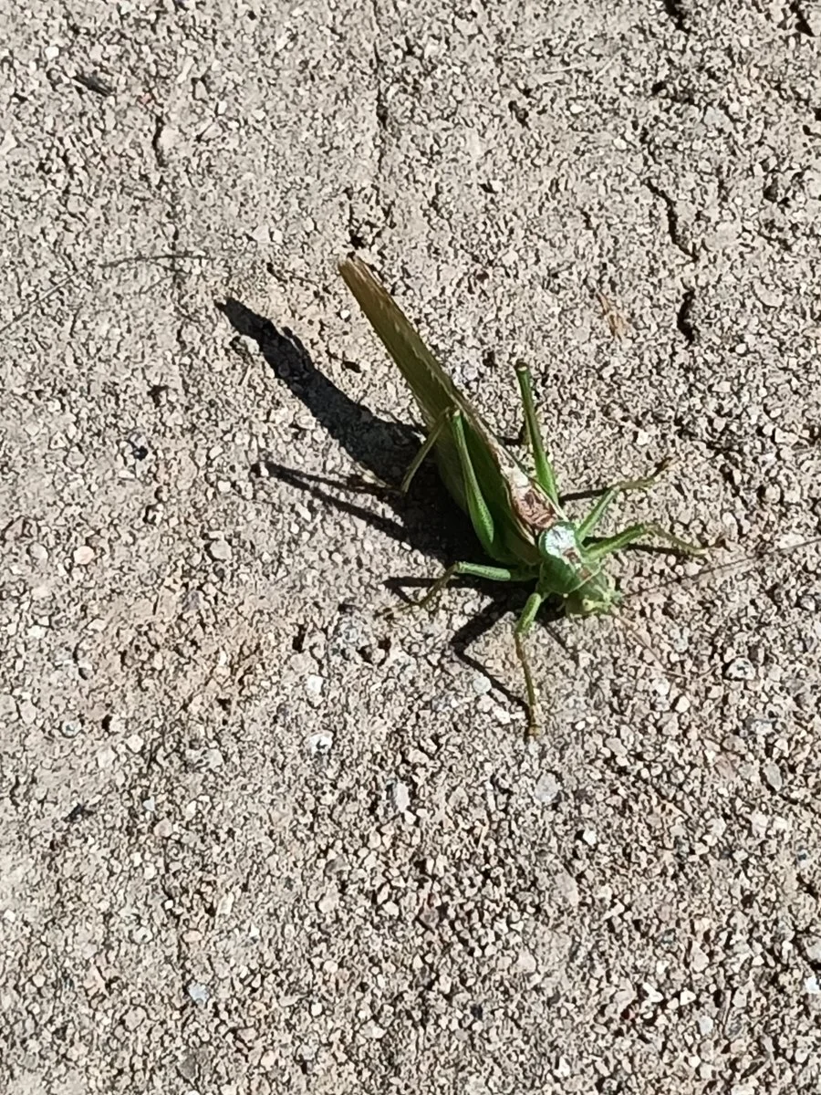 IMG_20210902_130317.jpg
