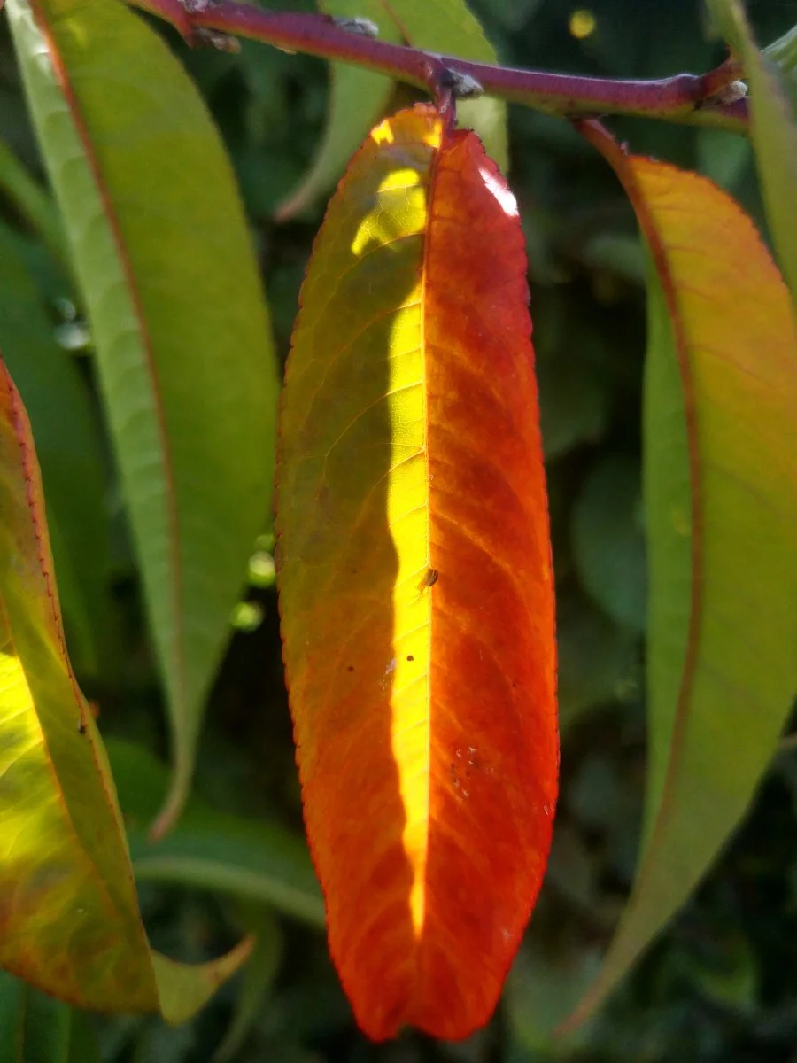 IMG_20211008_154816.jpg