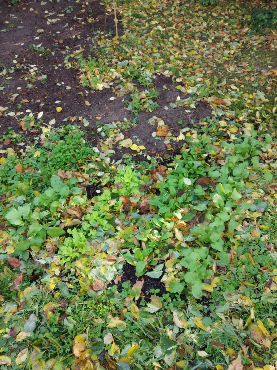 IMG_20211024_131955.jpg