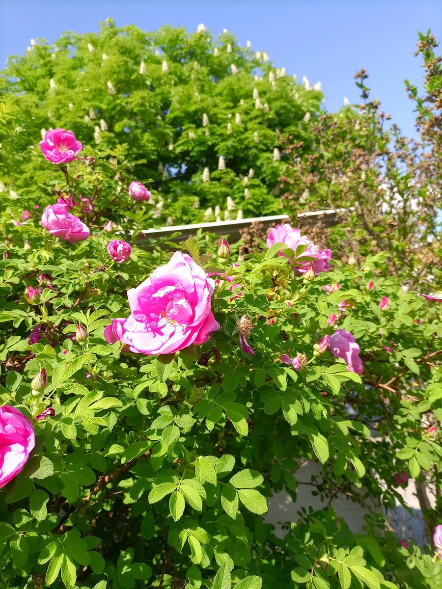 IMG_20220515_162752.jpg