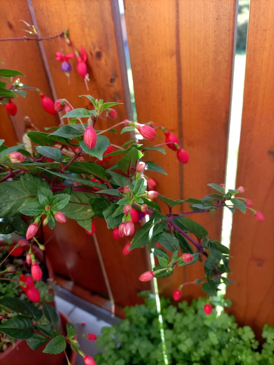 IMG_20220527_163755.jpg