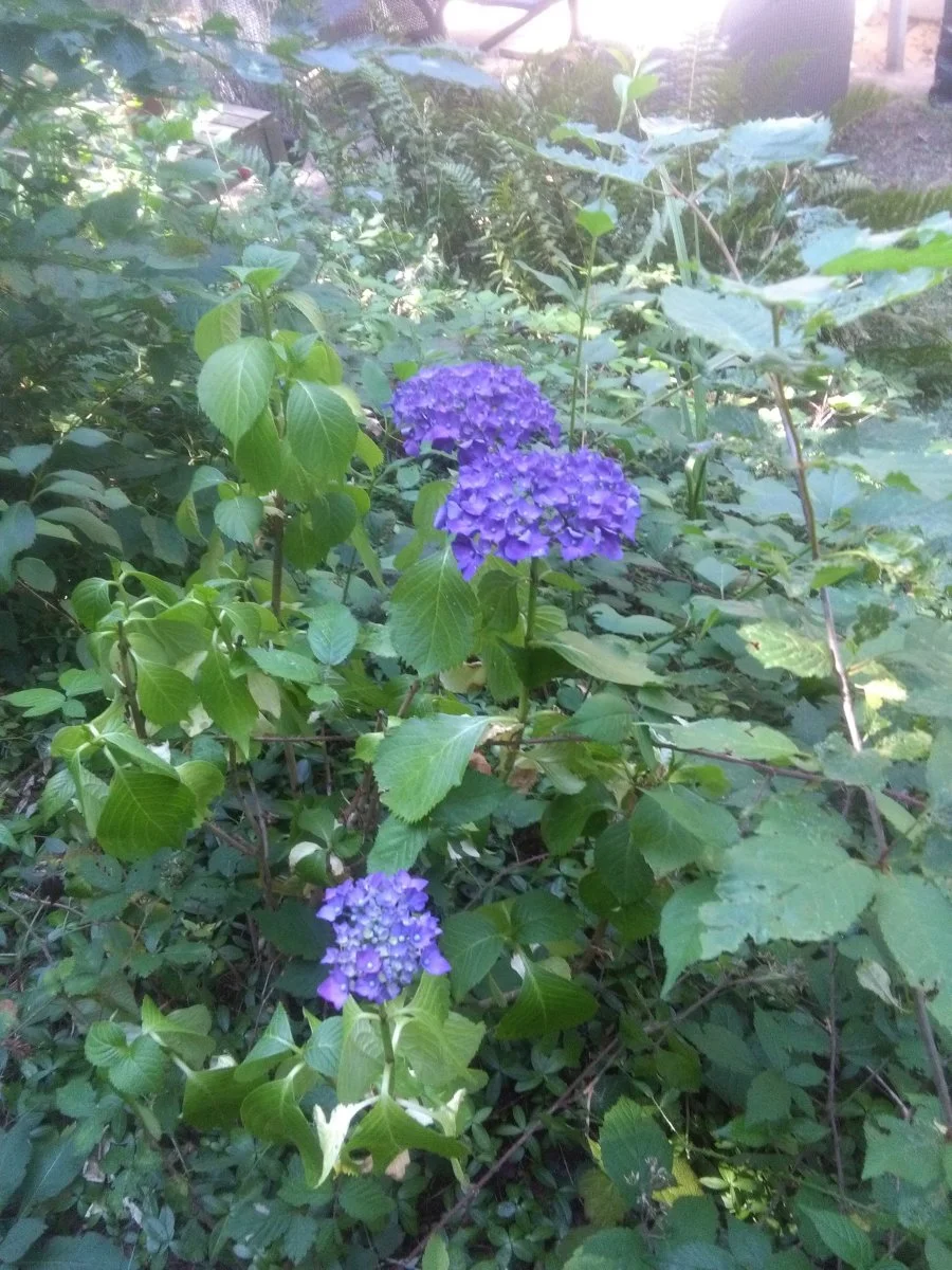 IMG_20220720_151102.jpg