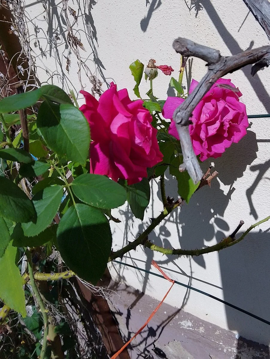 IMG_20231002_132609_HDR.jpg