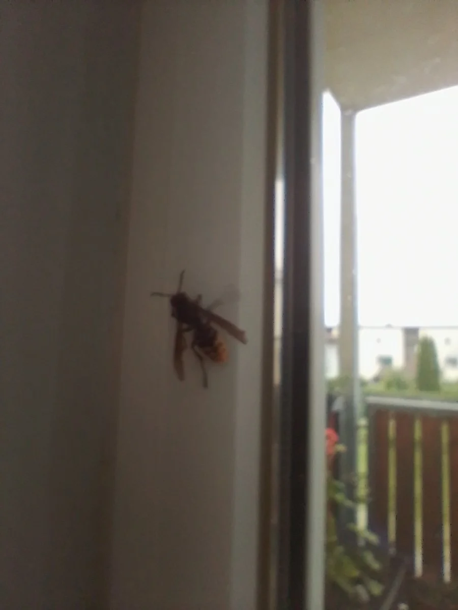 IMG_20240516_153730.jpg
