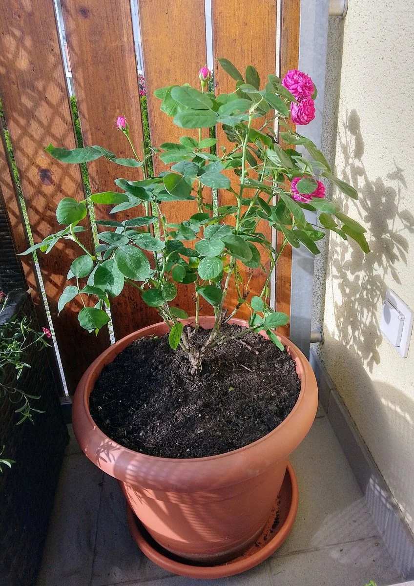 IMG_20240523_173633_HDR~2.webp
