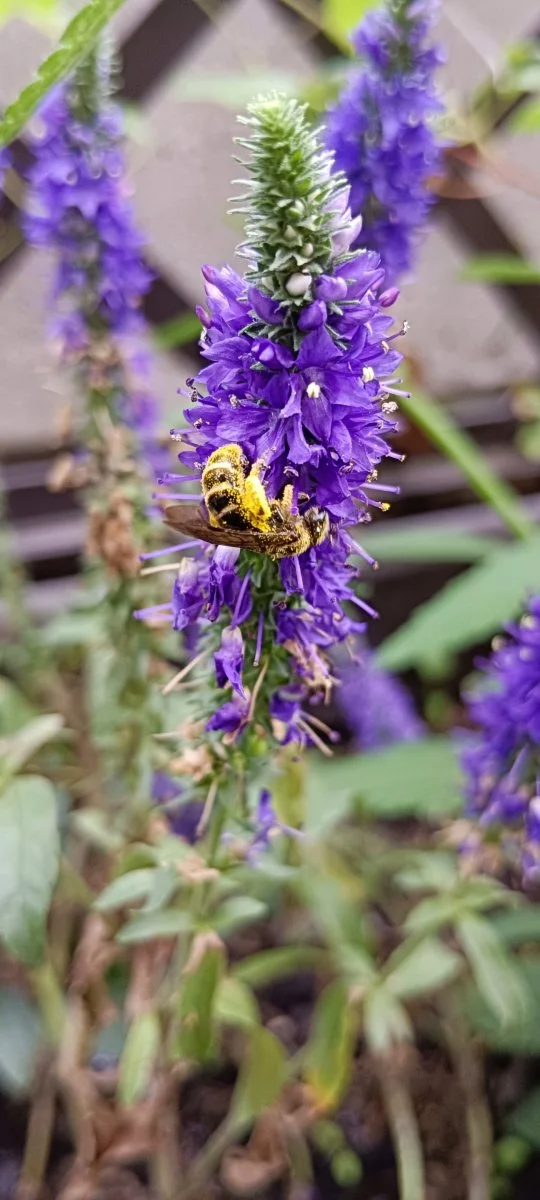 IMG_20240604_143614.jpg