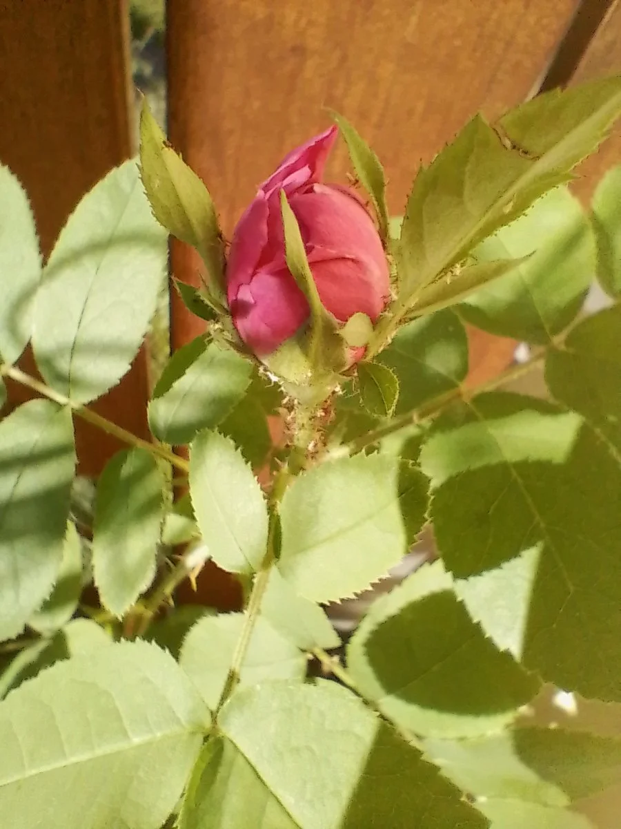 IMG_20240704_182702.jpg