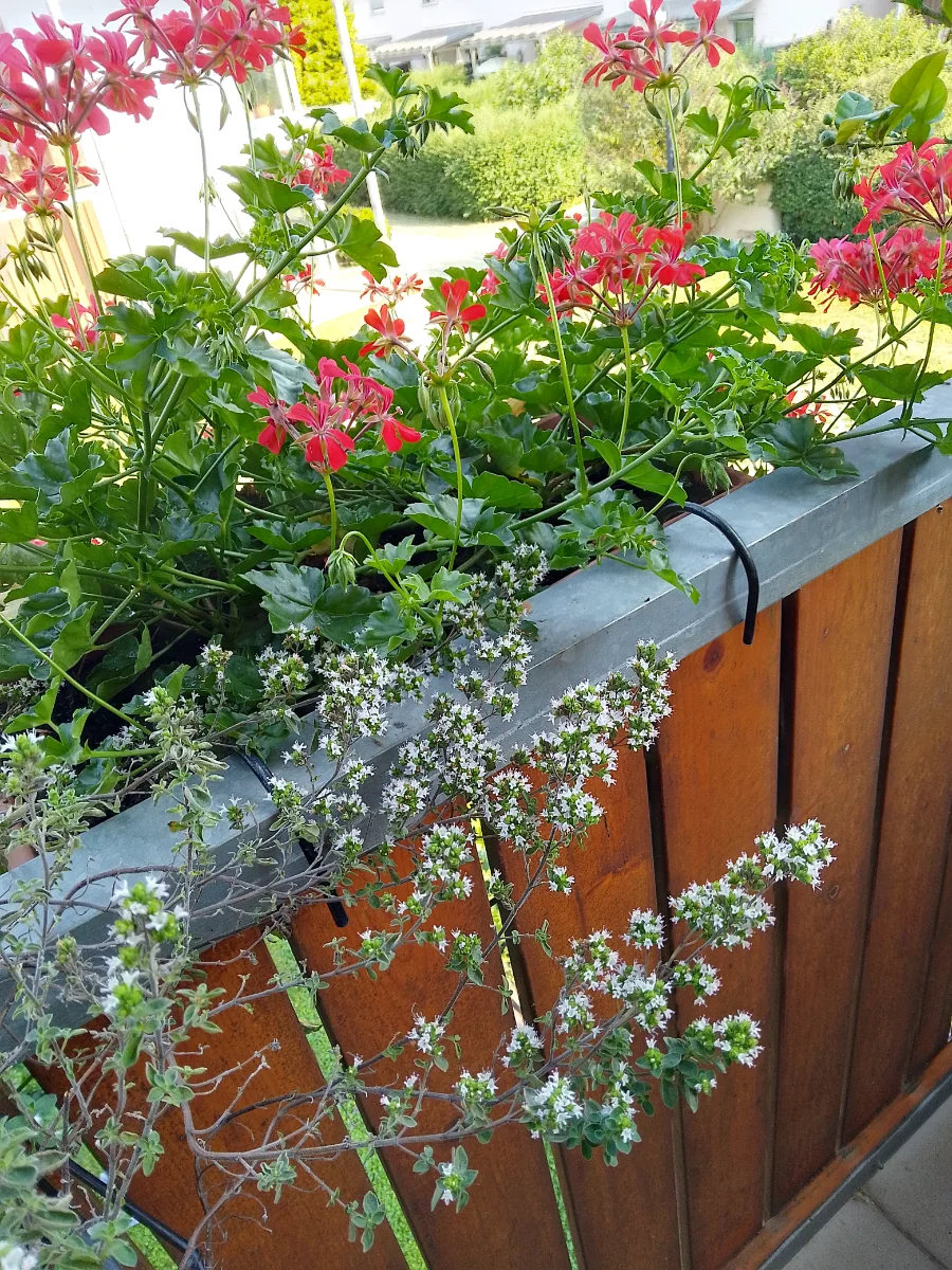 IMG_20240712_090639_HDR.webp