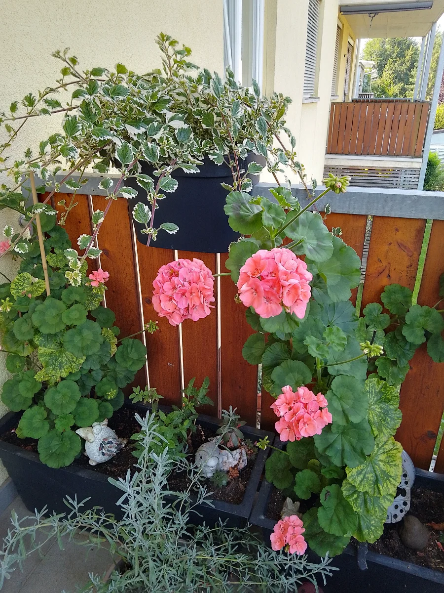 IMG_20240712_090659_HDR.webp