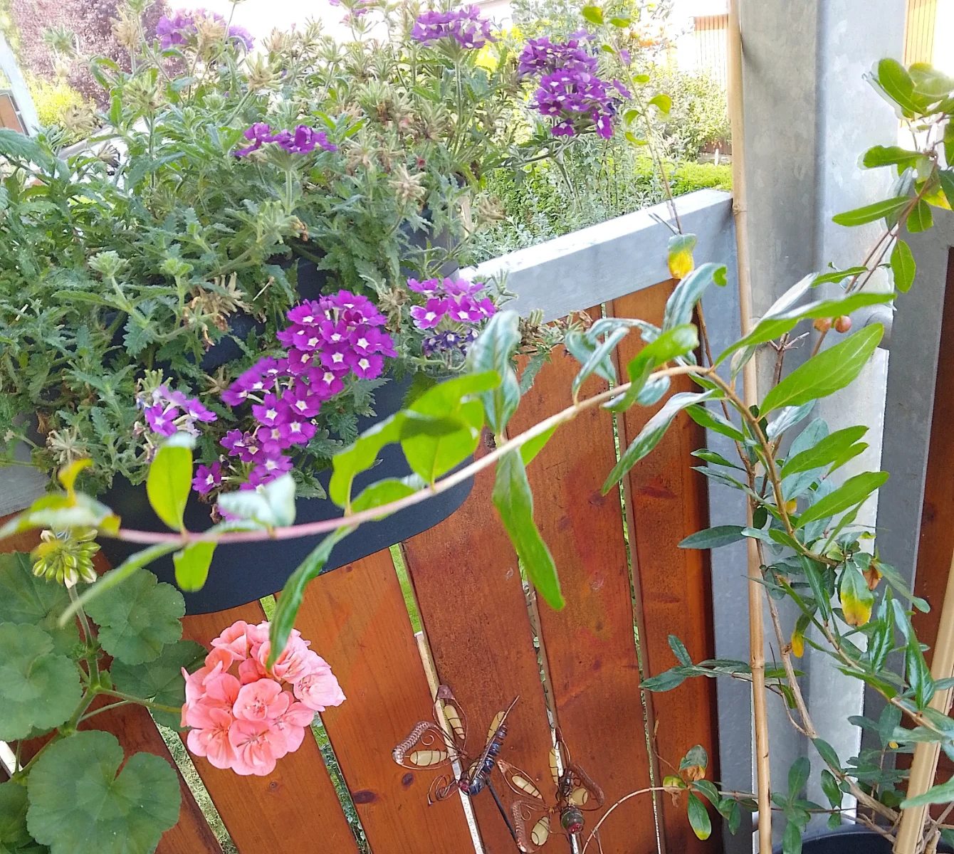 IMG_20240712_090729_HDR~2.webp