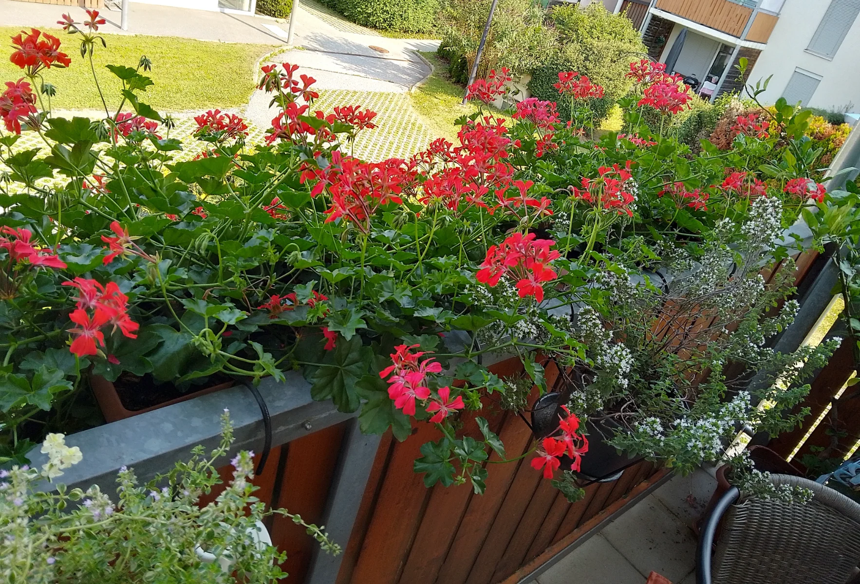 IMG_20240712_090757_HDR~2.webp