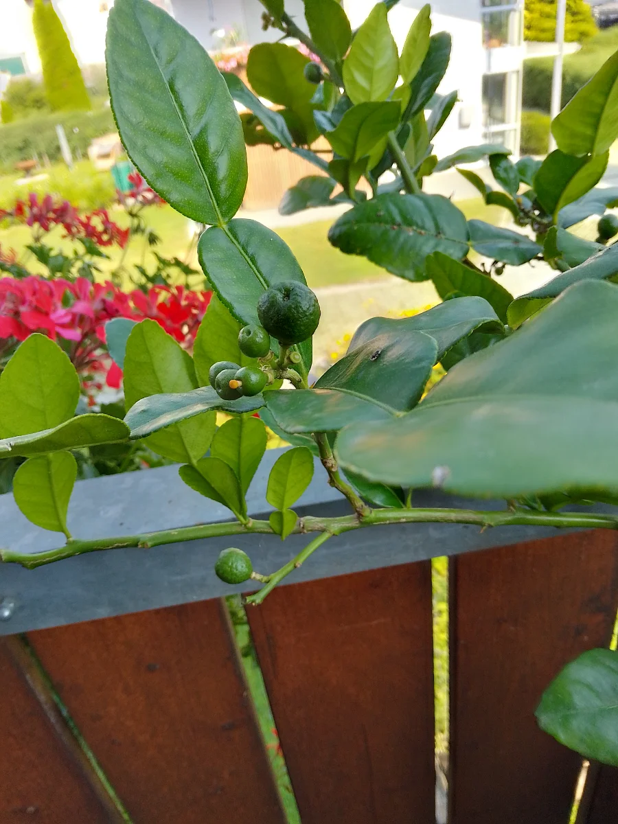 IMG_20240712_090836_HDR.webp