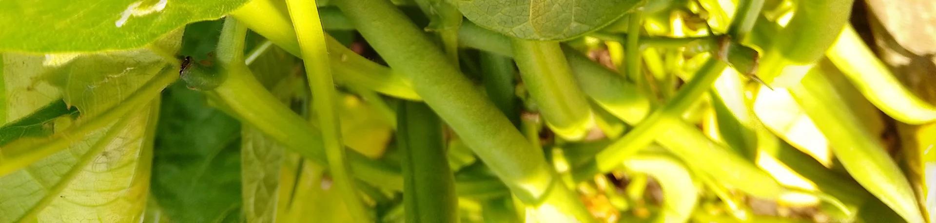 IMG_20240712_093327_HDR~2.webp