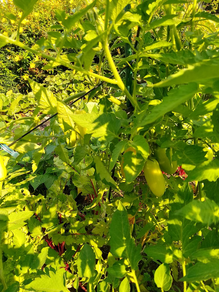 IMG_20240712_093427_HDR.webp