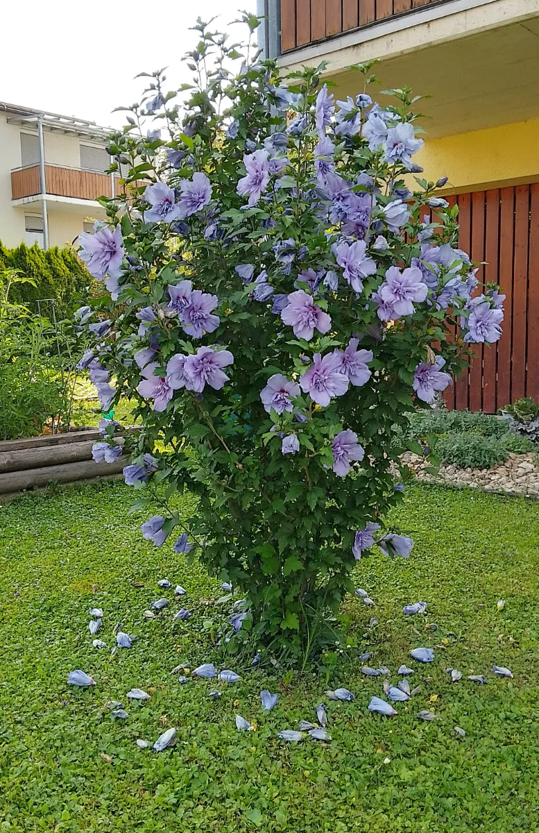 IMG_20240712_093525_HDR~2.webp