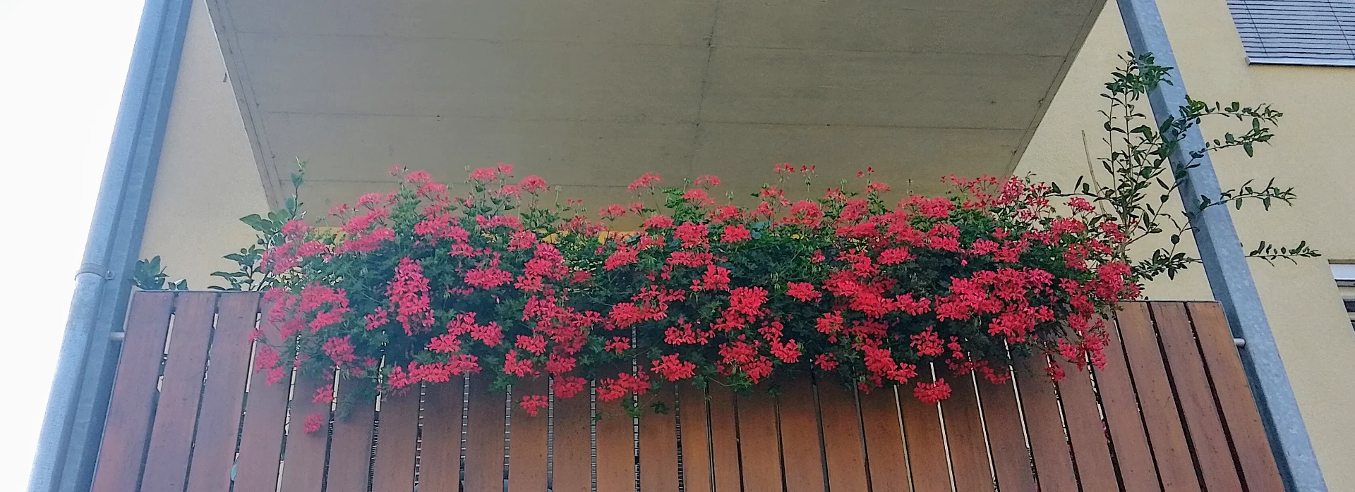 IMG_20240719_085412_HDR~2.webp