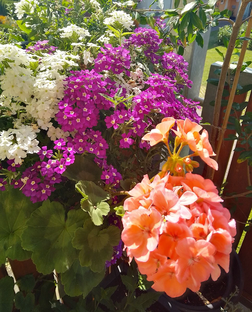 IMG_20240809_150524_HDR~2.webp