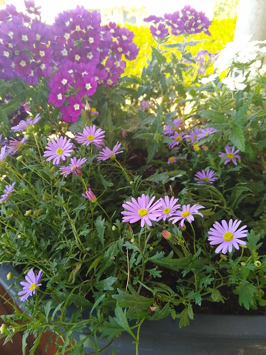 IMG_20240809_150645_HDR.webp