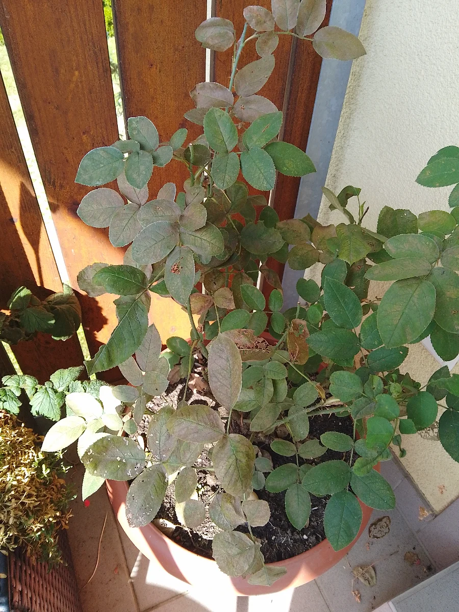 IMG_20240809_155631_HDR.webp