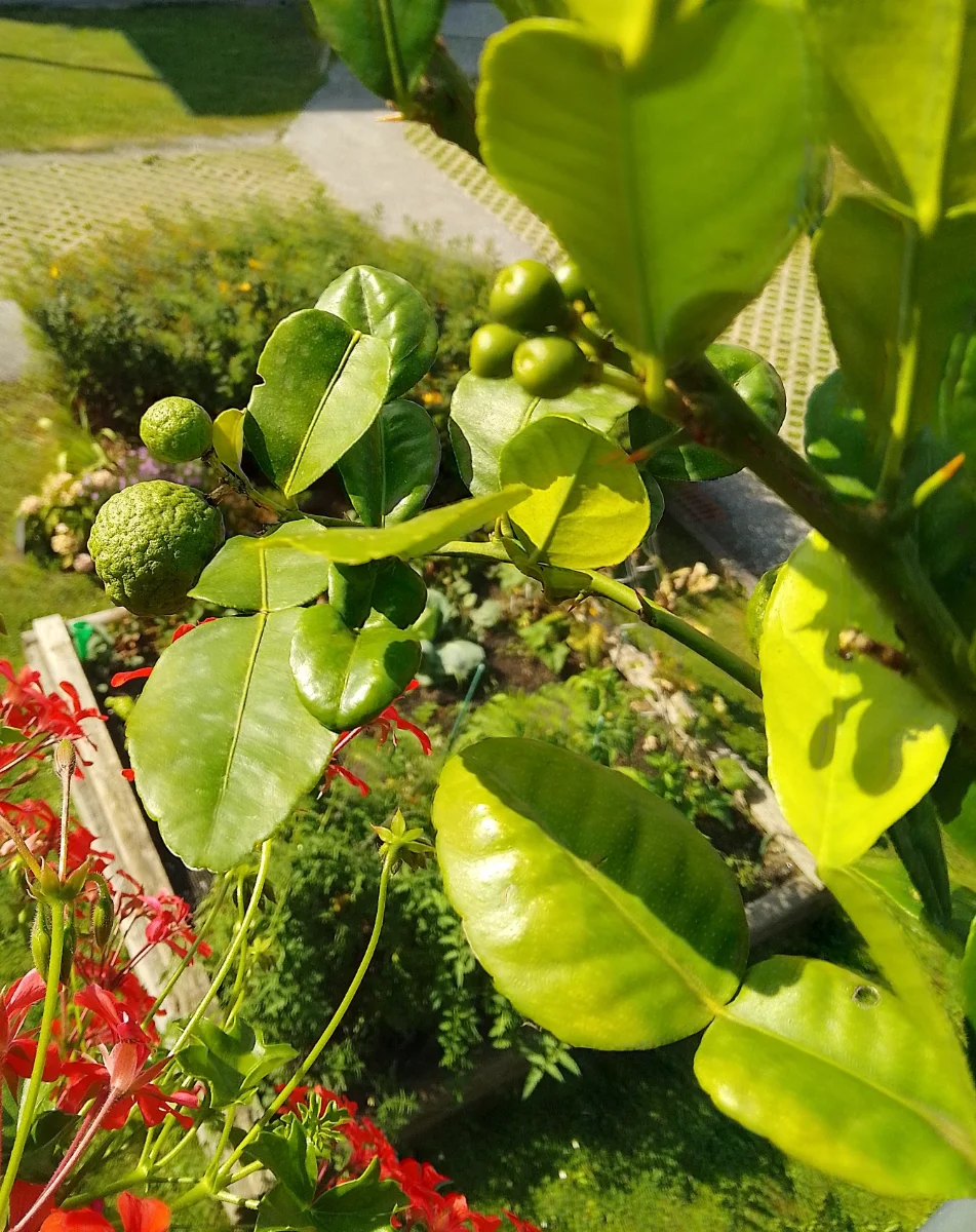 IMG_20240809_155705_HDR~3.webp