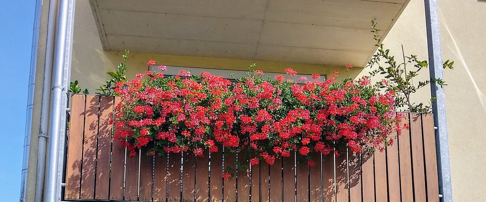 IMG_20240809_155824_HDR~3.webp