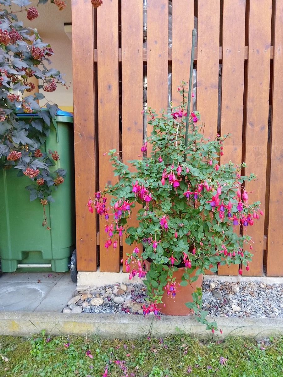 IMG_20240809_155947_HDR.webp