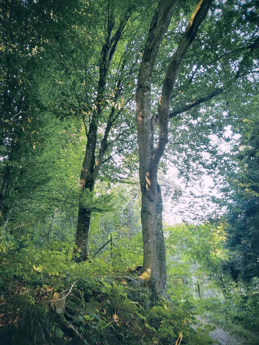 IMG_20240904_093229_HDR~2.webp