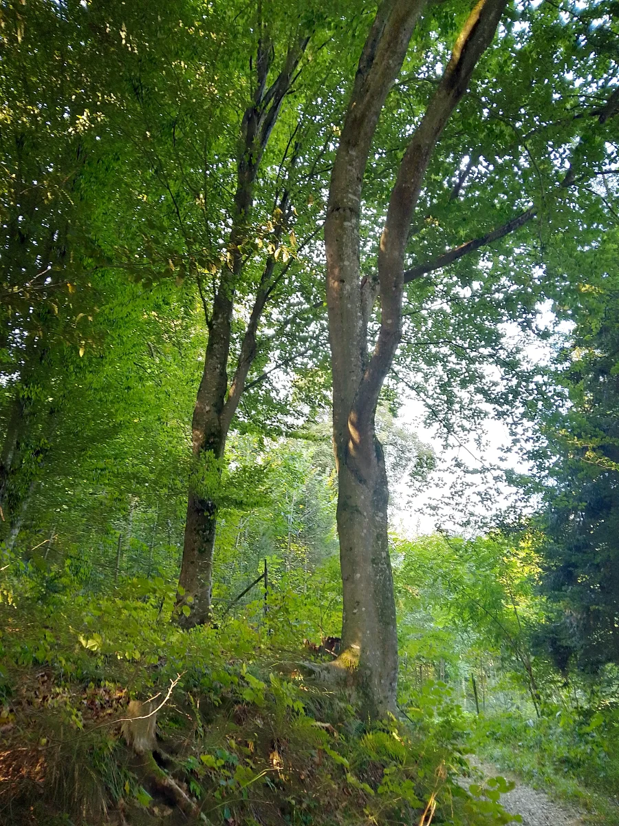 IMG_20240904_093229_HDR.webp
