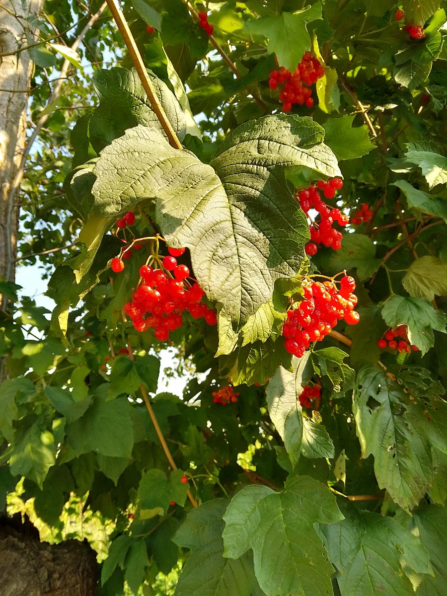 IMG_20240904_094647_HDR.webp