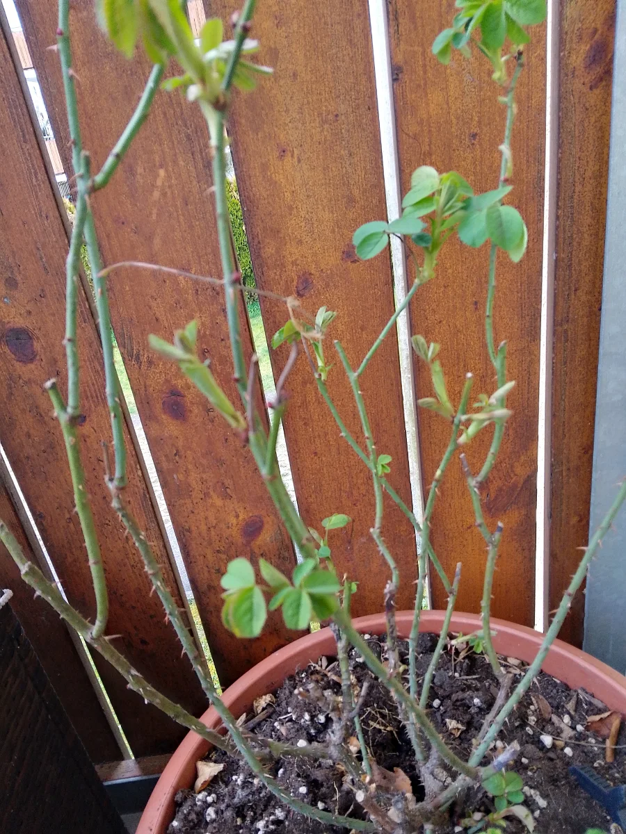 IMG_20250328_125633_HDR.webp