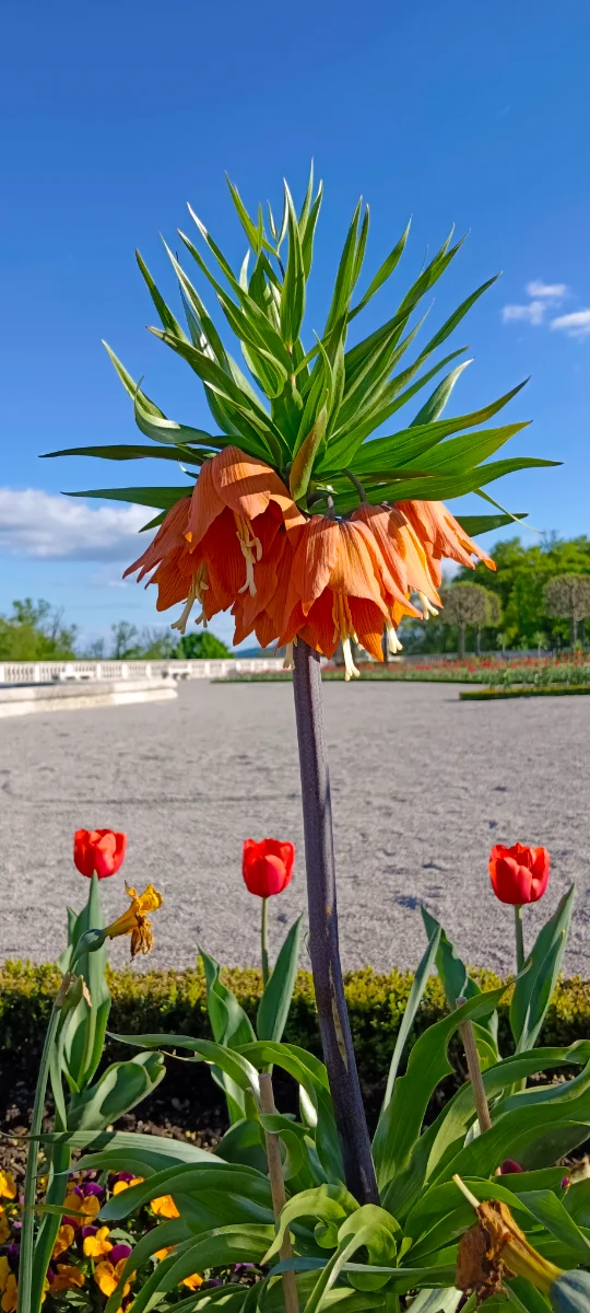 IMG_20250419_171256.webp
